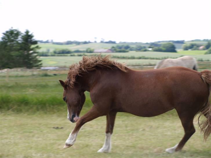 Welsh Pony af Cob-type (sec C) Åvangs Kiara billede 5