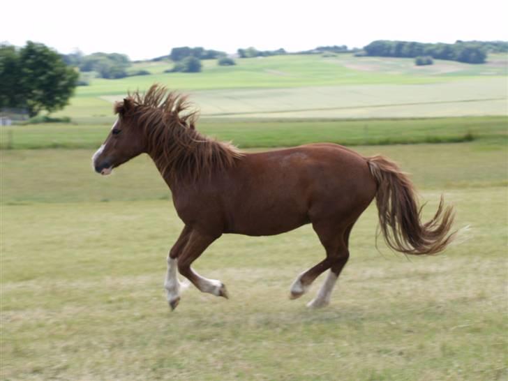 Welsh Pony af Cob-type (sec C) Åvangs Kiara billede 6