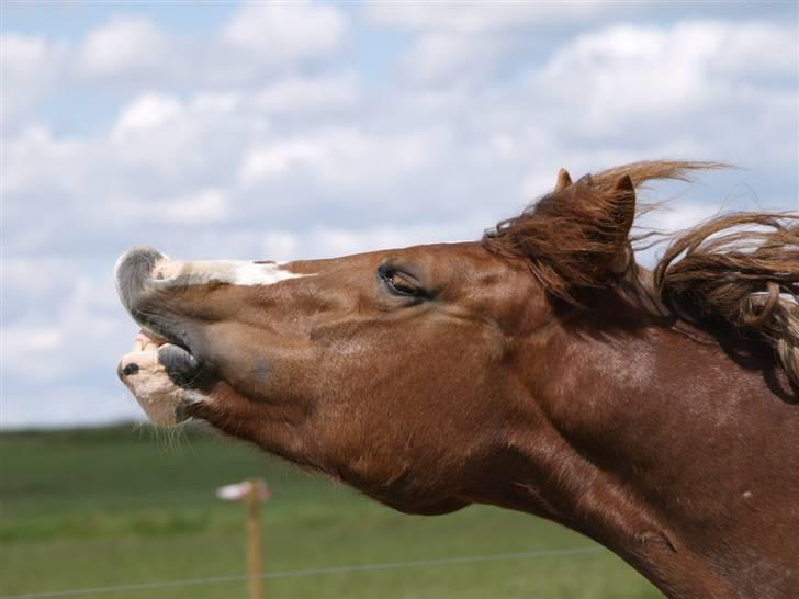 Welsh Pony af Cob-type (sec C) Åvangs Kiara billede 7