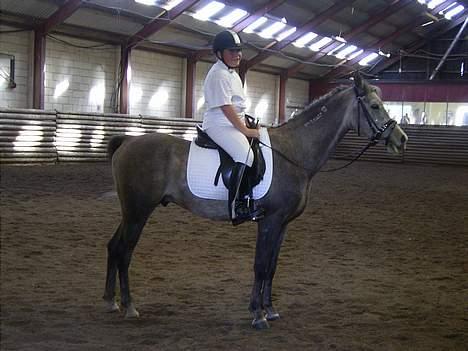 Arabisk fuldblod (OX) T.A. Madir  - Inden start på banen.. billede 17