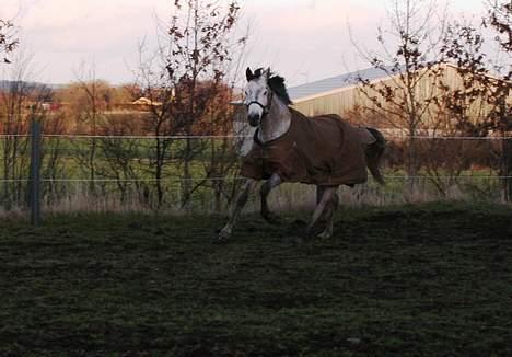 Dansk Varmblod Cantoná Skovvang *RIP* billede 9