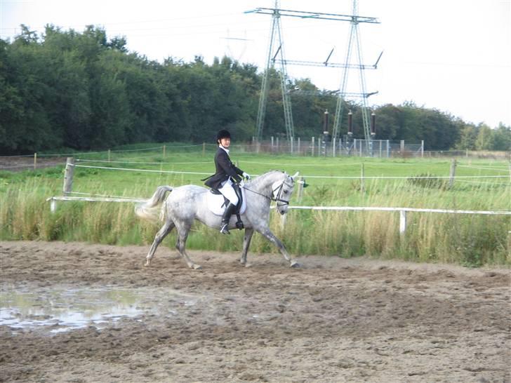 Anden særlig race Chanel <3 †Aflivet† - Stævne Hold Fynsmesterskab 2007 (Med Sofie) billede 18