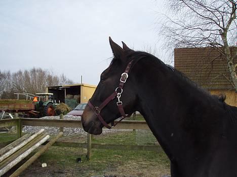 Anden særlig race R.I.P. Diego billede 1