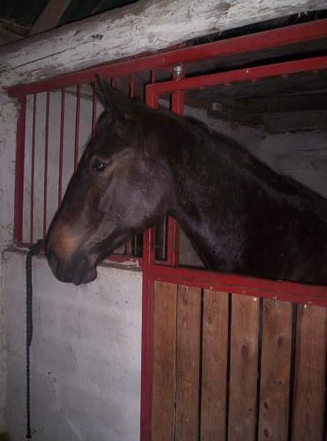 Anden særlig race R.I.P. Diego billede 2