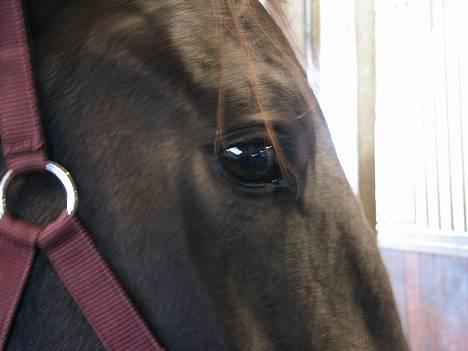 Anden særlig race R.I.P. Diego billede 3