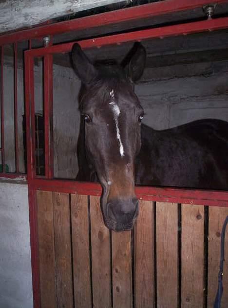 Anden særlig race R.I.P. Diego billede 4