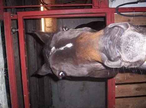 Anden særlig race R.I.P. Diego - Kom nu her, jeg vil nuses billede 5