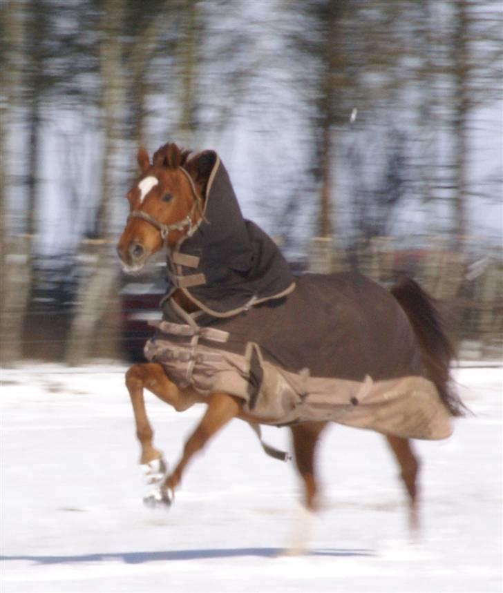 Dansk Varmblod JACQUES WILLENEUVE..død.. -  willie  leger i sne  2008 billede 11