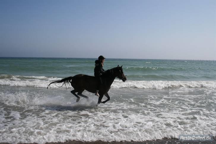 Anden særlig race Senta - Galop i vandet på MØN :D <3 jeg elsker den pony!  "Fordi vi tør komme langt ud " :´)  billede 2