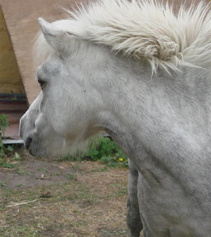 Shetlænder Mayby <3(: - Fotograf: CamillaTHomsen billede 13