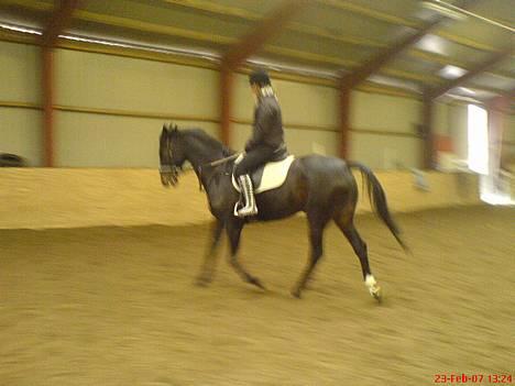 Traver Tass Fogedgård(SOLGT) - flot trav tass <3 billede 7