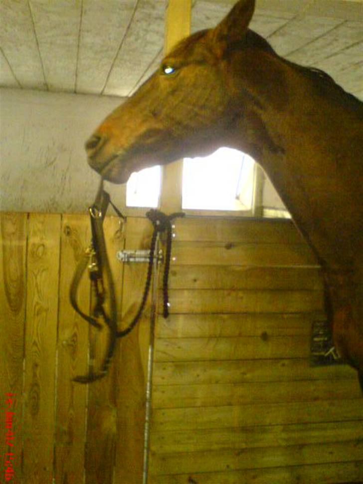 Traver Tass Fogedgård(SOLGT) - tass har vidst lyst til at få sin elskede grime på, som vi vandt? :) hehe <3 billede 8