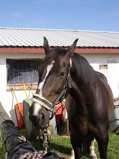 Anden særlig race Patrick billede 1