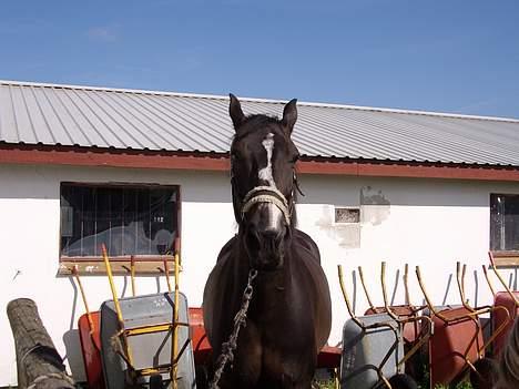 Anden særlig race Patrick billede 2