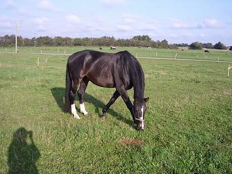 Anden særlig race Patrick billede 3