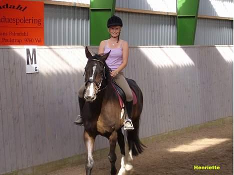 Anden særlig race Patrick billede 5