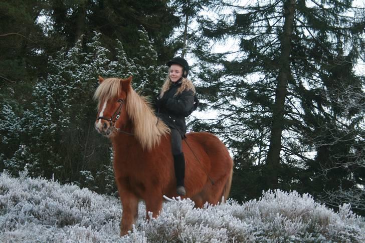 Islænder Vægir fra Lønne - Smukke Vægir i et smukt vinterlandskab billede 20