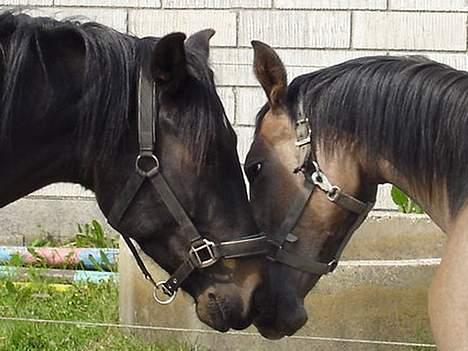 Anden særlig race Åbygårds Cinderella(Cindy - Kærlighed<3<3<3<3 billede 19