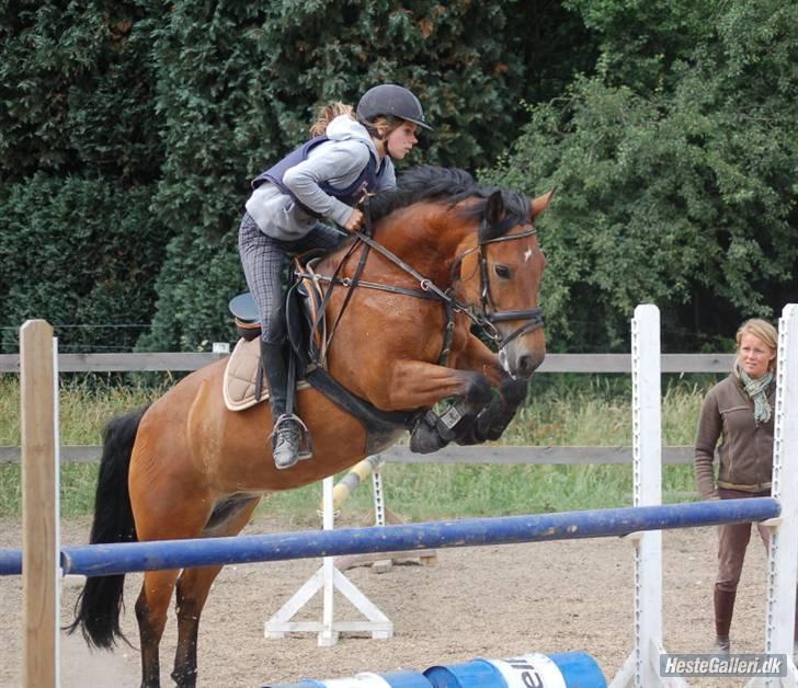 New Forest stegstedg margurtia solgt - lucky :) springer mig jo helt ud af sadlen :D billede 1