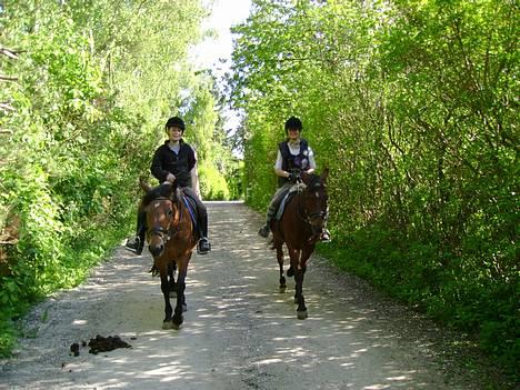 New Forest stegstedg margurtia solgt - lucky og paddi billede 3