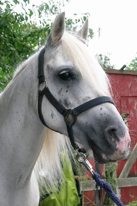 Welsh Partbred (Sec F) Emdegårdens Herculessolgt - den stolte "hingst! hehe (sidste sommer) billede 1