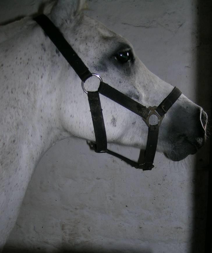 Welsh Partbred (Sec F) Emdegårdens Herculessolgt - dejlige Hercules i boksen (: billede 2