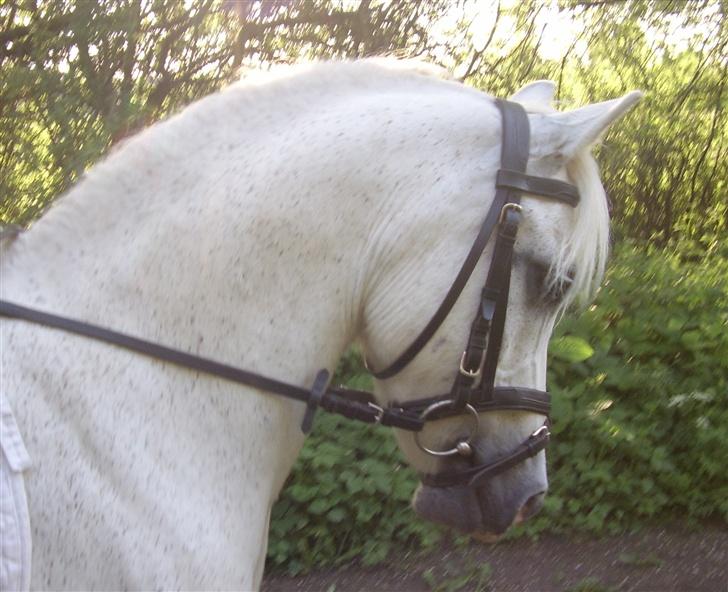 Welsh Partbred (Sec F) Emdegårdens Herculessolgt - dejlige pony (: - med sin nye man :D billede 3