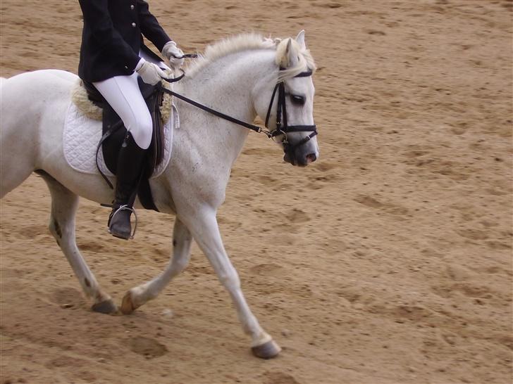 Welsh Partbred (Sec F) Emdegårdens Herculessolgt - trav ;b (i dressur) - mig og hercules billede 4