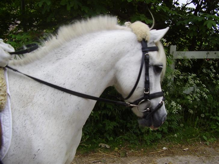 Welsh Partbred (Sec F) Emdegårdens Herculessolgt - araber tænker man så :b - manen har lagt sig ned :b og er blevet SÅ smuk :b billede 5