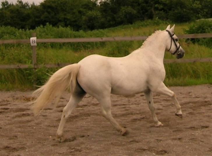 Welsh Partbred (Sec F) Emdegårdens Herculessolgt - Super lækker, skønt at være fri på banen :b billede 7