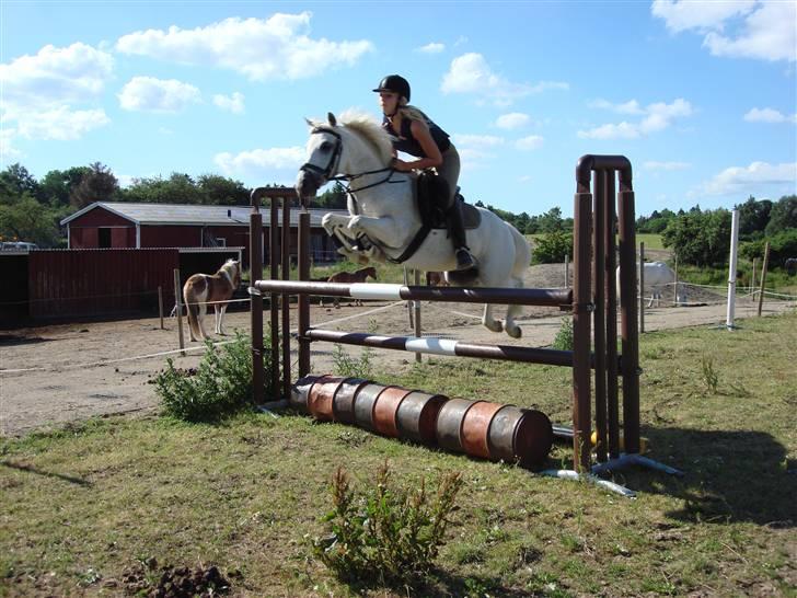 Welsh Partbred (Sec F) Emdegårdens Herculessolgt - hercules og jeg - 120 :D - mig og hercules billede 9