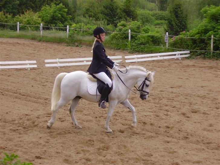 Welsh Partbred (Sec F) Emdegårdens Herculessolgt - skridter for lange tøjler i en skråt igennem :b (rimelig lækker hals og gang selv for lange tøjler :D - pernille og hercules billede 10