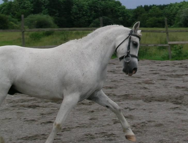 Welsh Partbred (Sec F) Emdegårdens Herculessolgt - ´skøn som altdi :b . læk´læk´lækker trav d: billede 11