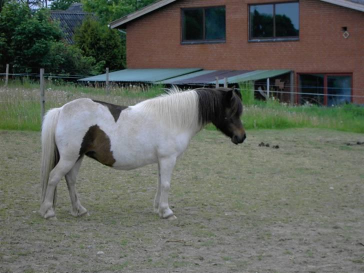 Shetlænder polly - polly prut på marken  billede 1