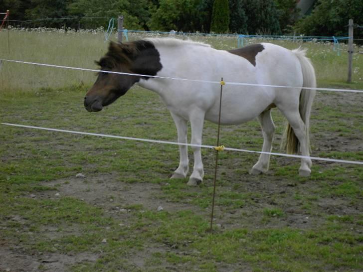 Shetlænder polly - hvorfor er der ikke noget græs lige her  billede 2