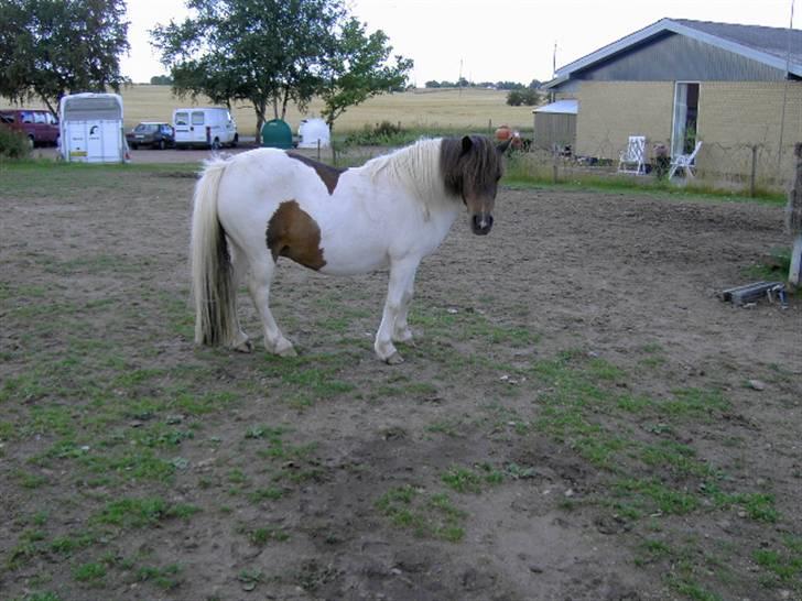 Shetlænder polly - hvor er de andre henne....? billede 3