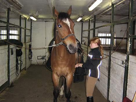 Anden særlig race Mirou *Solgt* - Skal vi mon ud at ride??? billede 6