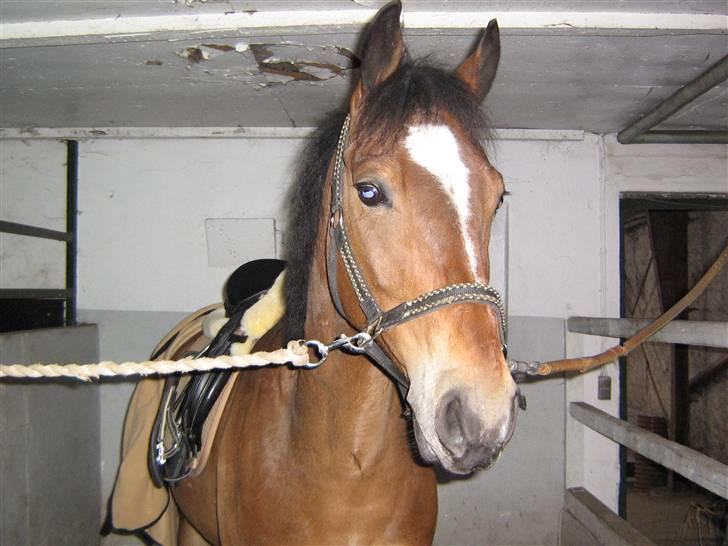 Anden særlig race Mirou *Solgt* - Store mig, og lille dig... billede 8