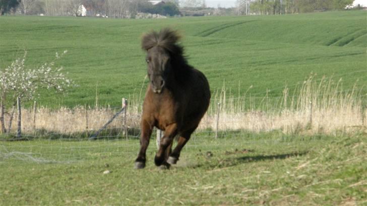 Shetlænder Smut  - han galopere bare sygt stærkt!! billede 17