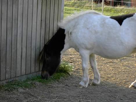 Shetlænder polly - der var hun heldig at der var noget græs ved husset billede 4