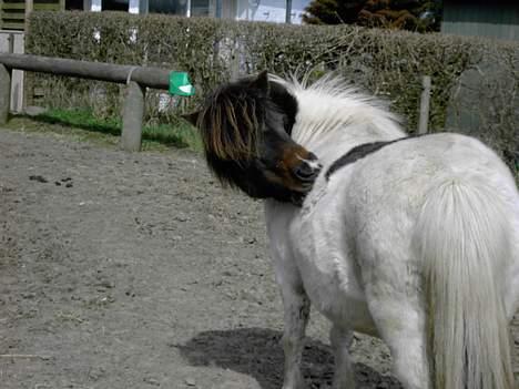 Shetlænder polly - det klør lige her,...... uhh det er godt lige der  billede 5