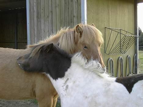 Shetlænder polly - dejligt at klø sammen med bleikur... hmm billede 6