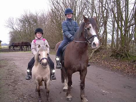 Anden særlig race Stella<3 - Hygge med hestene billede 14