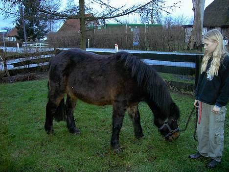 Anden særlig race Buller *Solgt*  - Da vi havde ham til salg .  billede 1
