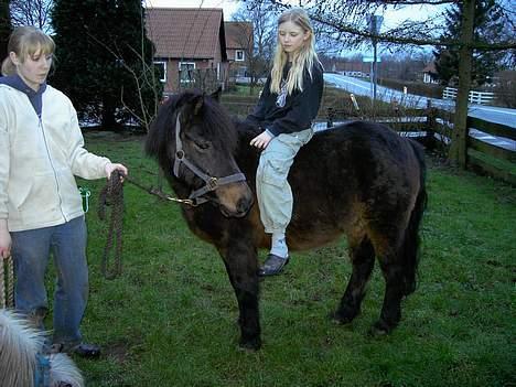 Anden særlig race Buller *Solgt*  - Igen da vi havde ham til salg , men min søs på ryggen a ham .  billede 2