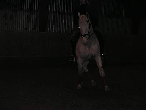 Knabstrupper Coco´s Vladirmir*SOLGT* - Fin schenkelvigning.. billede 3