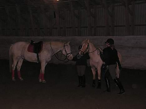 Knabstrupper Coco´s Vladirmir*SOLGT* - De dejlige hypper.. billede 4