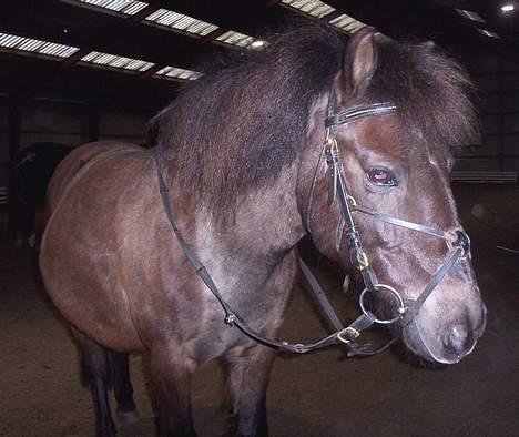 Gotlandsruss Nike  part - hallo!!!!! Det der kan du godt glemme... billede 1