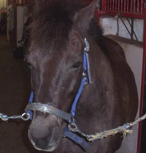 Gotlandsruss Nike  part - ´Jeg er ok har du ???? billede 2