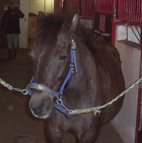 Gotlandsruss Nike  part - sig mig  tror de  jeg kan gå derussr nu, med mie på !!! billede 3